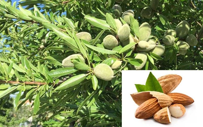 Cây hạnh nhân và hạt hạnh nhân sau chế biến