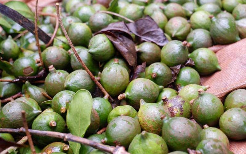 Giá hạt macca trên thị trường