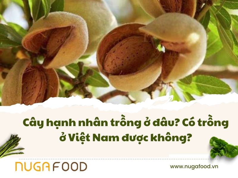 Cây hạnh nhân trồng