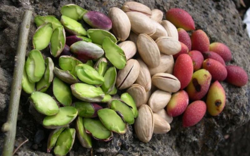 Có nhiều loại hạt dẻ cười trên thị trường