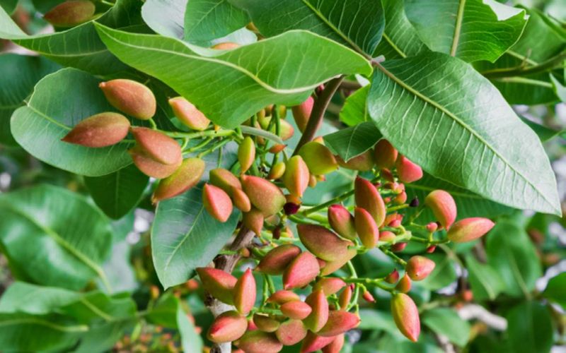 Cây dẻ cười là cây hồ trăn