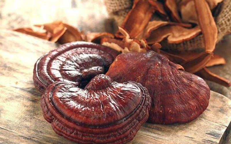 Nấm linh chi rất tốt cho sức khỏe 