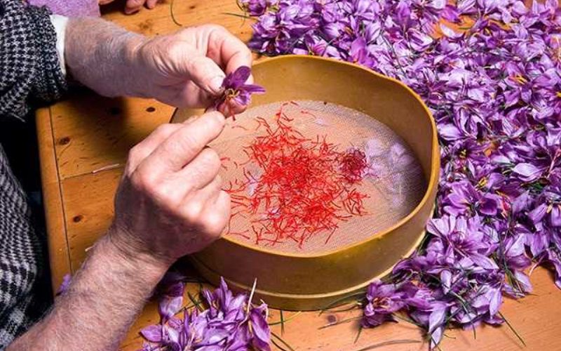 Không nên uống saffron khi đã để ở ngoài 12h